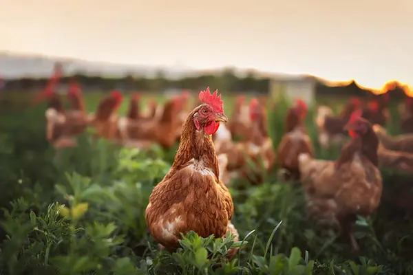 How long do chickens work?