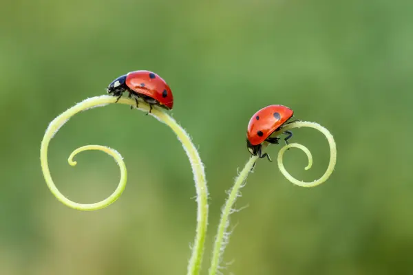 Who do insects see to get their taxes done?