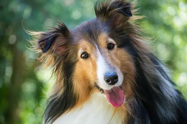 What do you call a happy Lassie?