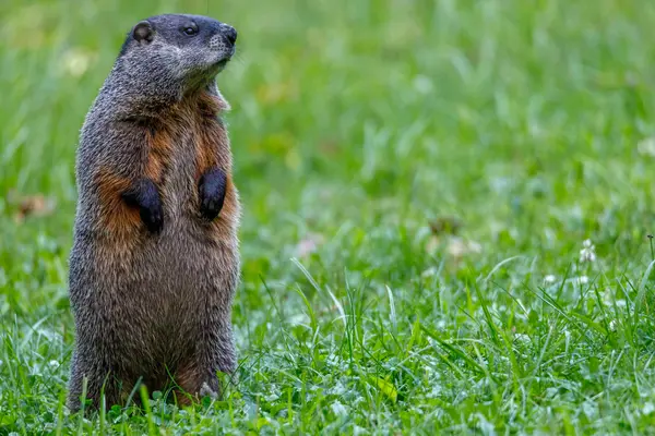 How did groundhogs get their name?