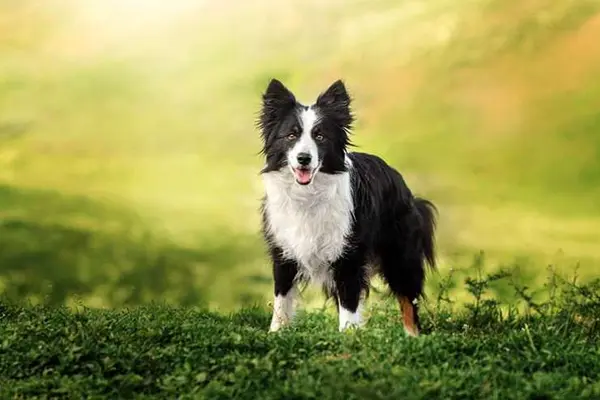 What do you get if you cross a sheepdog with a jelly?