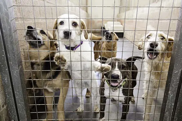 Why were the animal shelters at full capacity in the spring?