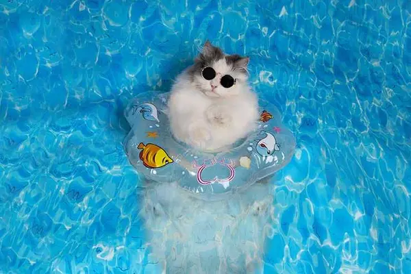 What do you call a cat with eight legs that likes to swim?