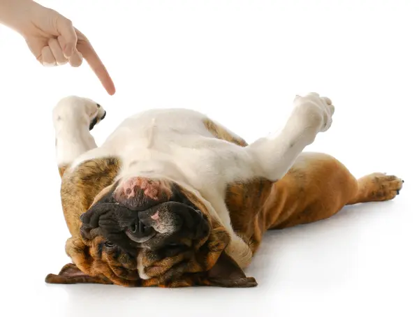 What do you call it when a dog is playing dead?