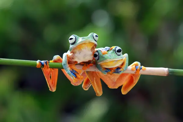 What kind of sandals do frogs wear?