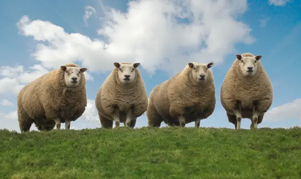 What do you call a group of four singing sheep?