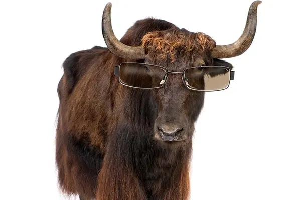 Who is a cow's favorite celebrity?