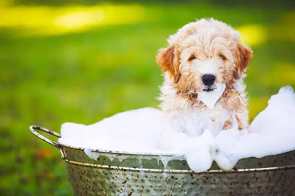 What dog loves to take bubble baths?