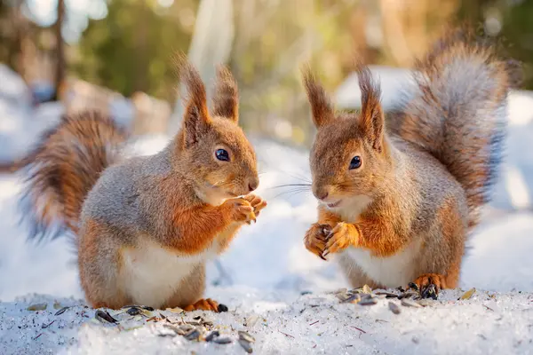 What did the squirrels say to each other on Valentine's Day?