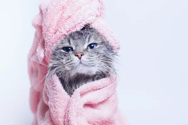 What's the best way to give a cat a bath?