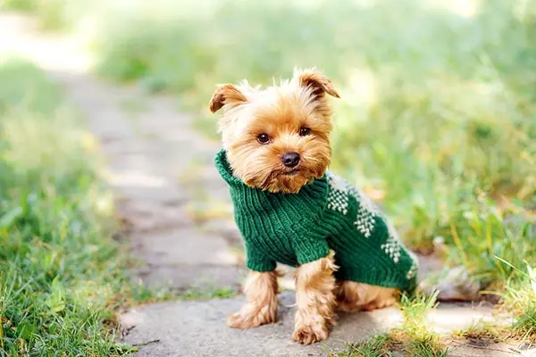 What sort of clothes does a pet dog wear?