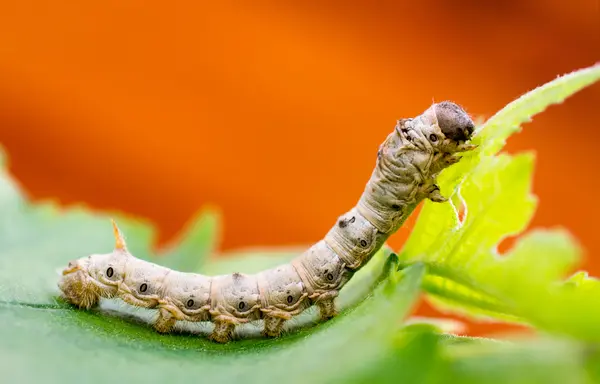 Two silkworms got in a fight.