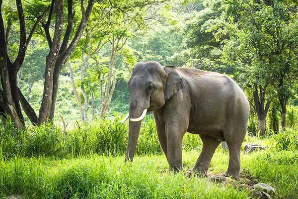 Why don't elephants like playing cards in the jungle?