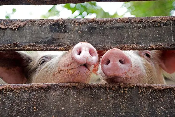 Where do pigs learn magic?