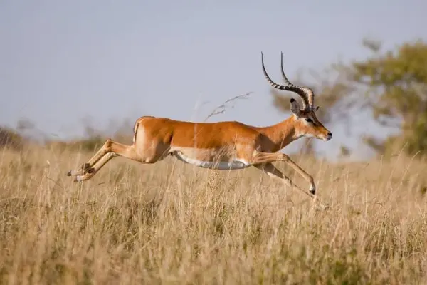 Why should you be careful playing against a team of big cats?