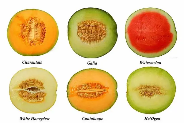 Why didn't the melons get married?