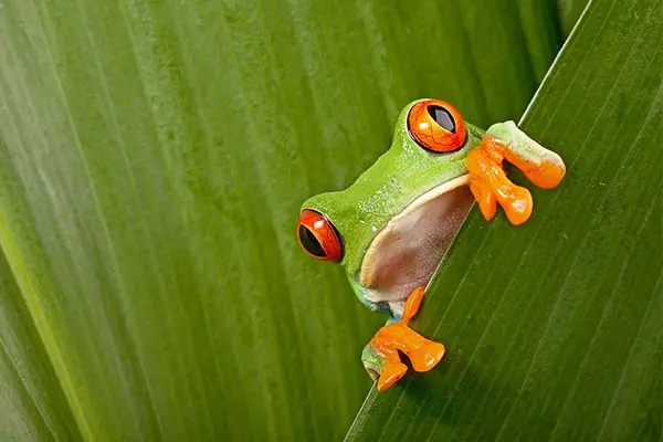 How do frogs get to work?