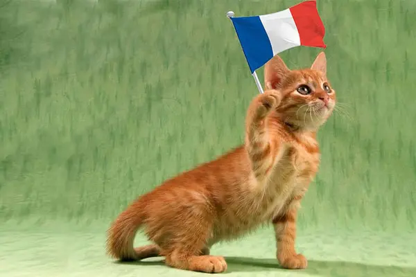 What is a French cat's favorite pudding?