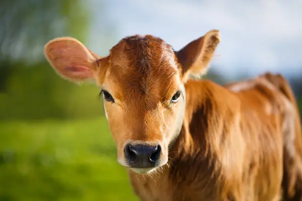 Why did the calf hate his school picture?