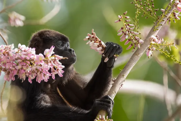 What's a monkey's favorite flower?