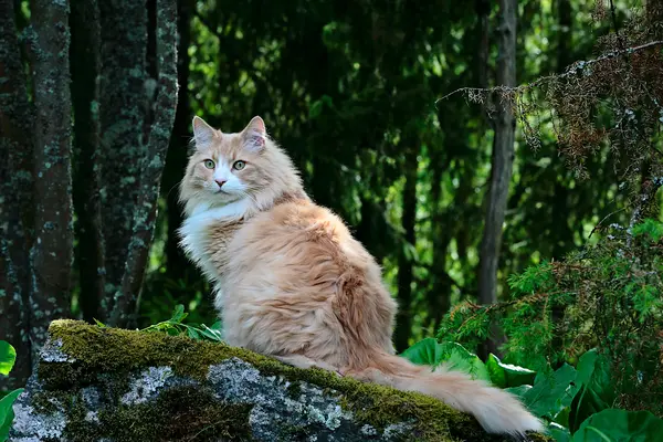 Why did the cat run away from the tree?