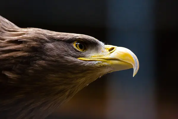 What's the most determined bird?