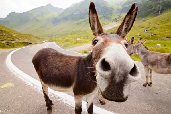 What do donkeys take to go to the store?