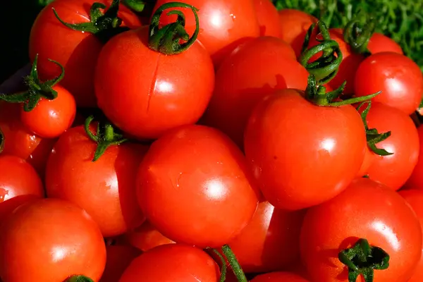 Why did the tomato turn red?