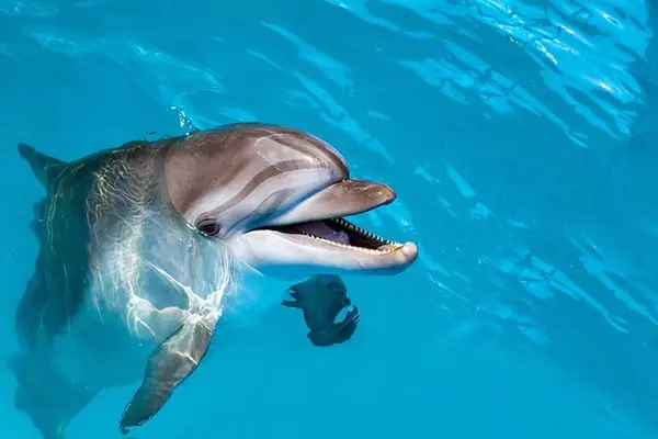 How could the dolphin afford to buy a house?