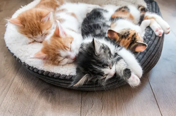 What song do kittens play to fall asleep?