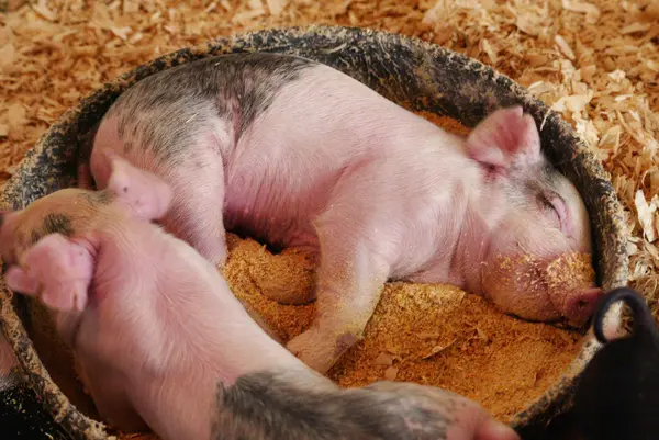 Where do pigs love to take naps?
