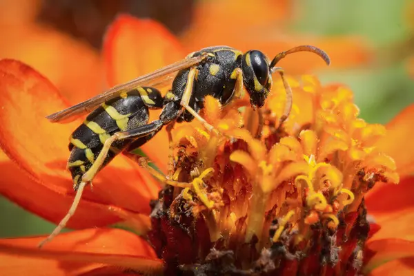 What did the wasp do when he got hot?