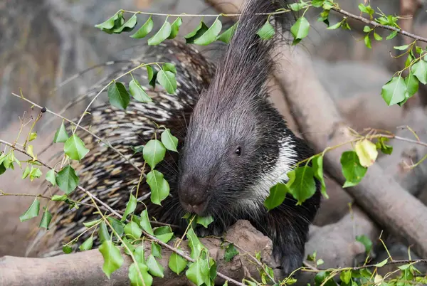 What sound do porcupines make when they kiss?