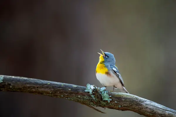 What kind of bird is always on pitch in choir?