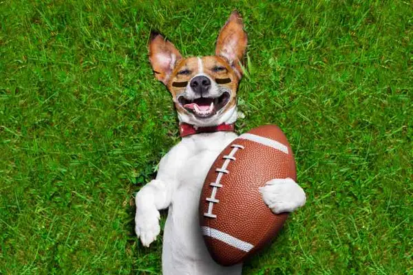 Why didn't the dog want to play football?