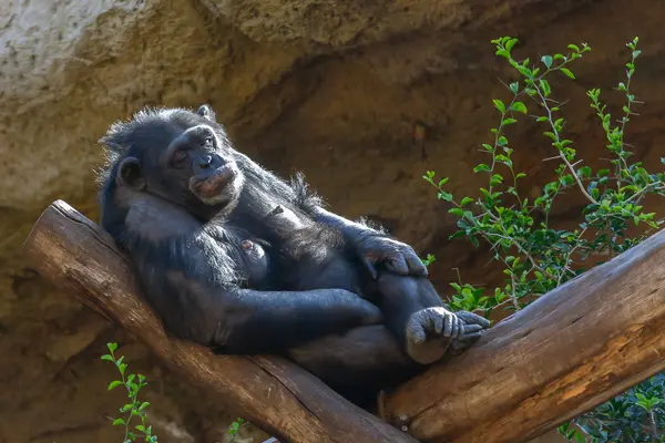 What do you call a monkey who spends a day at the tanning bed?