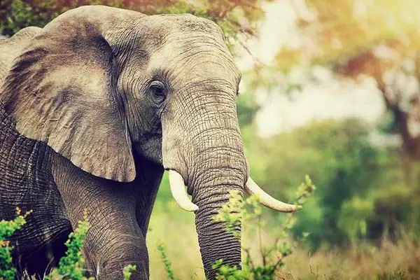 Why are elephants wiser than chickens?