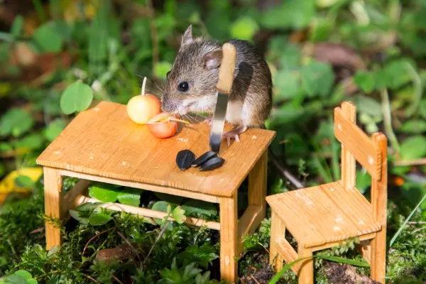 What do mice bring on a picnic?