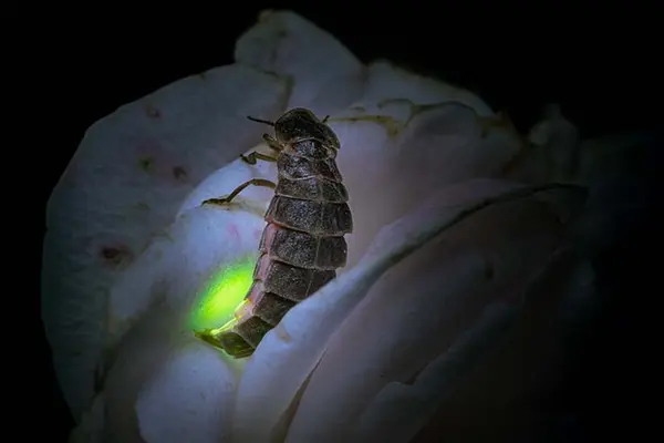 What's a glow worm's favorite song?