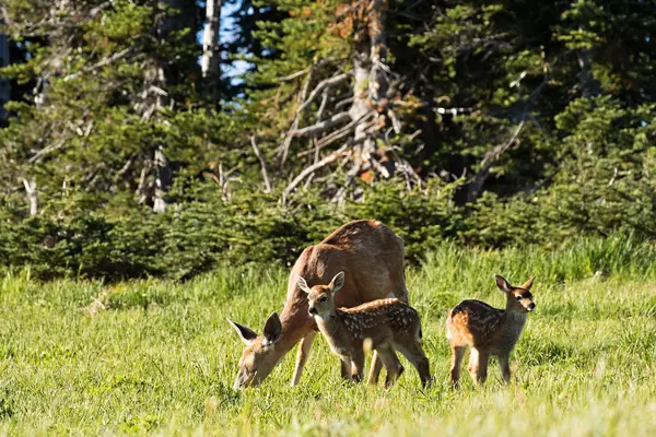 What do grandmother deer do to their grandchildren?