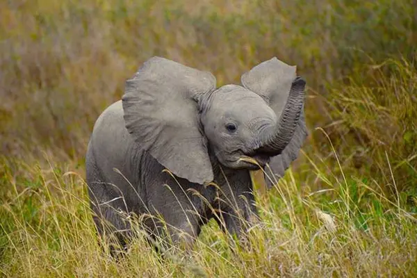 How do you raise a baby elephant?