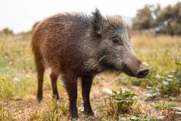 Why do hogs make terrible dinner guests?