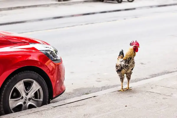 What kind of car does a chicken have?