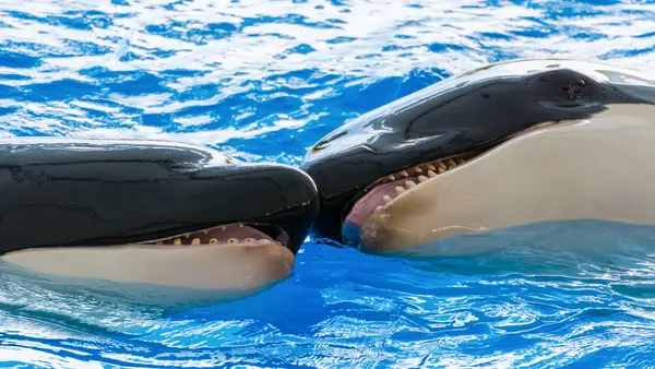 How did one orca ask the other to be his valentine?