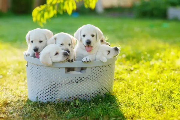 Why did the puppy siblings hang out in the trash can?
