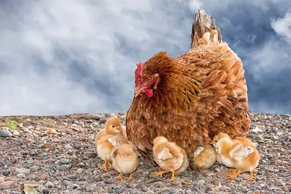 What did the baby chick say when he saw his mother sitting on an orange?