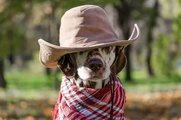 Laugh 'til the Cows Come Home With These 9 Cowboy Jokes