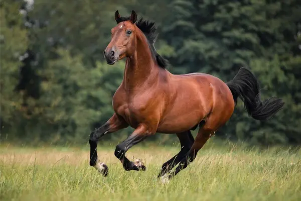 How does a single horse RSVP to a party?