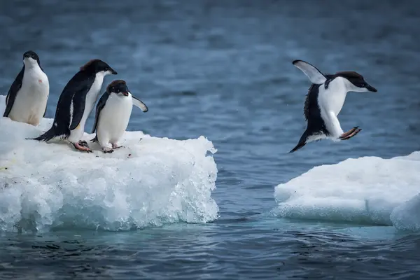 Why are penguins so awkward at parties?