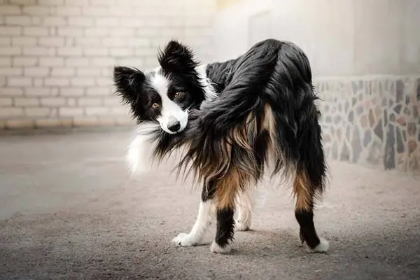 What do you call a sheepdog's tail that can tell tall stories?